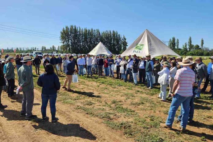 Trigos adaptados a menos agua y a altas temperaturas conocieron productores en actividad de INIA en Chillán