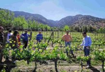 10 panoramas imperdibles en viñas ganadoras de los premios Enoturismo Chile 2023