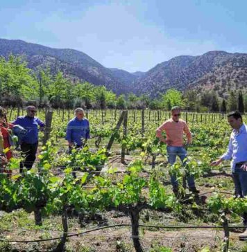 10 panoramas imperdibles en viñas ganadoras de los premios Enoturismo Chile 2023