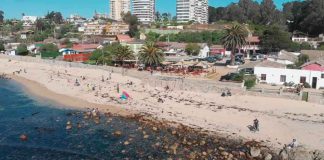 Algarrobo da la bienvenida a sus pingüinos de Humboldt en el Barrio Comercial Carlos Alessandri