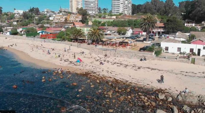 Algarrobo da la bienvenida a sus pingüinos de Humboldt en el Barrio Comercial Carlos Alessandri