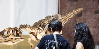 Dinosaurios del Sur del mundo llega a 250.000 visitas