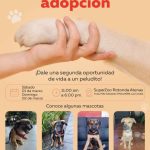 Jornada de adopción perros SuperZoo busca encontrarles hogar a perros cachorros y adultos