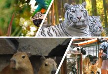 PANORAMAS PARA COMPARTIR CON LOS HIJOS SOBRE CONOCER Y CUIDAR LOS ANIMALES