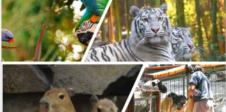 PANORAMAS PARA COMPARTIR CON LOS HIJOS SOBRE CONOCER Y CUIDAR LOS ANIMALES