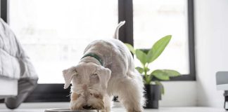 1 de cada 3 perros y 2 de cada 5 gatos sufre sobrepeso en Chile: expertos alertan sobre errores comunes en su alimentación