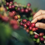 Café colombiano en auge: Exportaciones crecen un 64,5% en el primer semestre gracias a precios récord