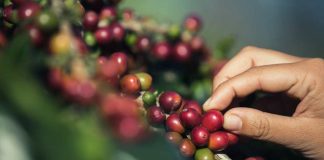 Café colombiano en auge: Exportaciones crecen un 64,5% en el primer semestre gracias a precios récord