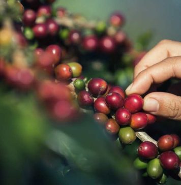 Café colombiano en auge: Exportaciones crecen un 64,5% en el primer semestre gracias a precios récord