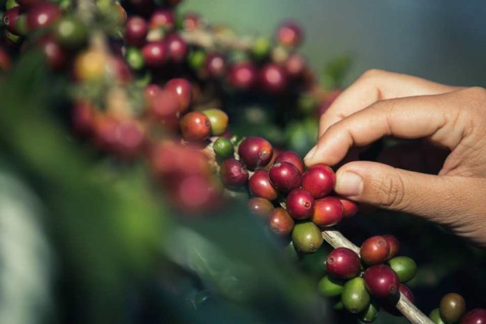 Café colombiano en auge: Exportaciones crecen un 64,5% en el primer semestre gracias a precios récord