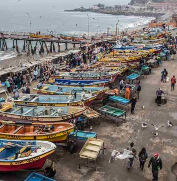 Oceana Chile llama a reforzar protección marina y alerta sobre retrocesos en la ley de plásticos