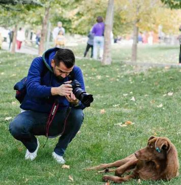 Haz que tu perro luzca como una estrella con esta guía de consejos fotográficos
