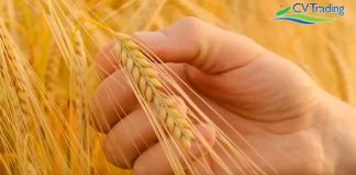 CV Trading en Espacio Food Service impulsa la innovación y sostenibilidad en la industria alimentaria chilena