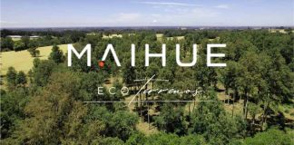 Vivir rodeado de naturaleza ya no es un sueño: Maihue Eco Terrenos lo hace realidad