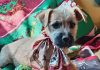 Atención, petlovers: este fin de semana se realizarán jornadas de adopción de mascotas en tres regiones del país