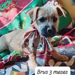 Atención, petlovers: este fin de semana se realizarán jornadas de adopción de mascotas en tres regiones del país