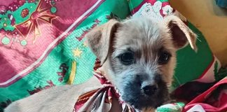 Atención, petlovers: este fin de semana se realizarán jornadas de adopción de mascotas en tres regiones del país