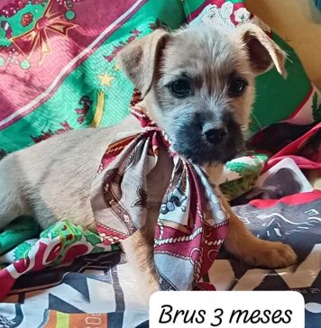 Atención, petlovers: este fin de semana se realizarán jornadas de adopción de mascotas en tres regiones del país