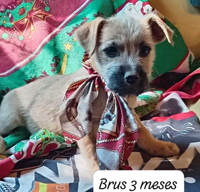 Atención, petlovers: este fin de semana se realizarán jornadas de adopción de mascotas en tres regiones del país