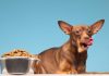 Cuidado con la parrilla: los alimentos del 18 que ponen en riesgo la salud de perros y gatos
