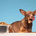 Cuidado con la parrilla: los alimentos del 18 que ponen en riesgo la salud de perros y gatos