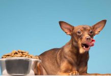 Cuidado con la parrilla: los alimentos del 18 que ponen en riesgo la salud de perros y gatos