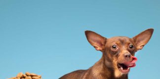 Cuidado con la parrilla: los alimentos del 18 que ponen en riesgo la salud de perros y gatos