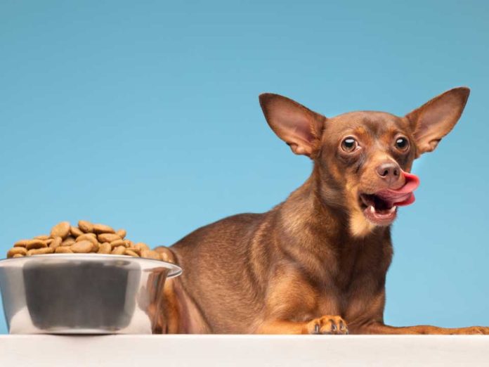 Cuidado con la parrilla: los alimentos del 18 que ponen en riesgo la salud de perros y gatos