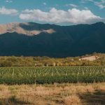 Córdoba y sus vinos: Un viaje 360° para paladares exigentes