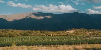 Córdoba y sus vinos: Un viaje 360° para paladares exigentes