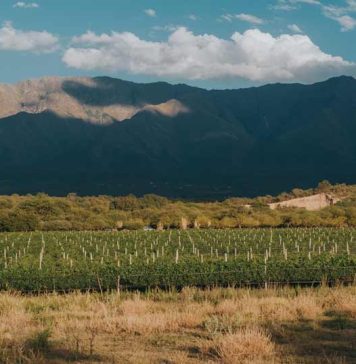 Córdoba y sus vinos: Un viaje 360° para paladares exigentes