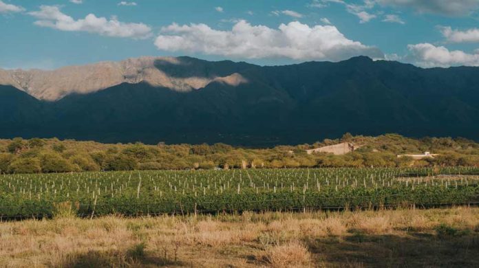 Córdoba y sus vinos: Un viaje 360° para paladares exigentes