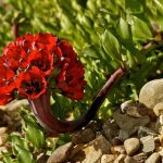 Gtd presenta “Mi Vecino el Desierto”: documental que revela los secretos del desierto florido