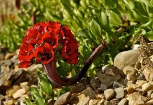 Gtd presenta “Mi Vecino el Desierto”: documental que revela los secretos del desierto florido