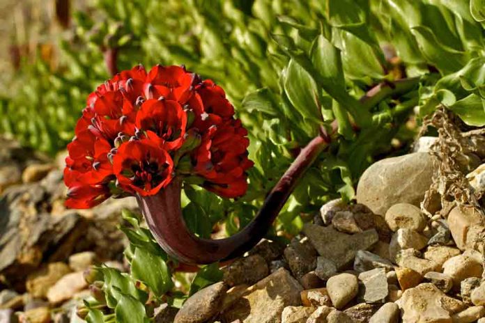 Gtd presenta “Mi Vecino el Desierto”: documental que revela los secretos del desierto florido