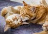 MIAU FEST! El primer gran evento felino del año en la Región