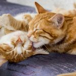 MIAU FEST! El primer gran evento felino del año en la Región