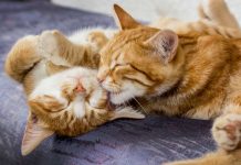MIAU FEST! El primer gran evento felino del año en la Región