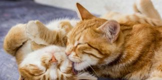 MIAU FEST! El primer gran evento felino del año en la Región