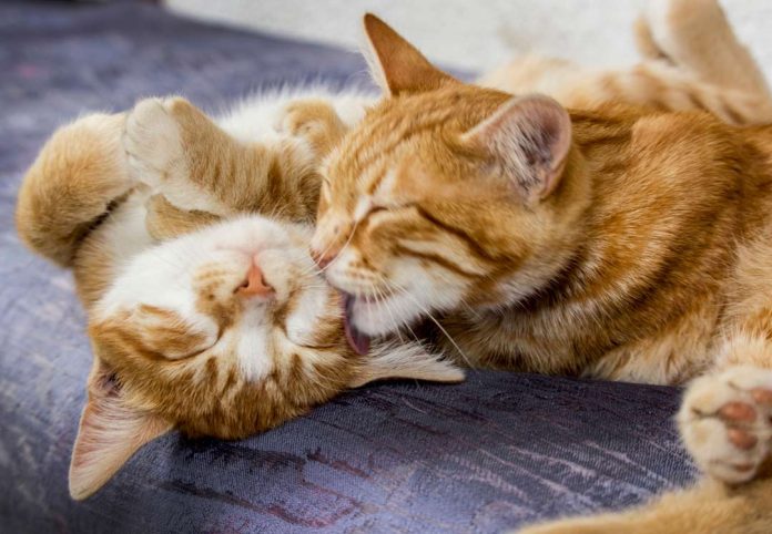 MIAU FEST! El primer gran evento felino del año en la Región