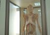 Humanos: Exposición gratuita de cuerpos reales llega a Talca   