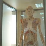 Humanos: Exposición gratuita de cuerpos reales llega a Talca   
