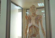 Humanos: Exposición gratuita de cuerpos reales llega a Talca   