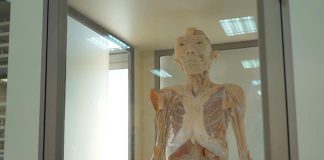 Humanos: Exposición gratuita de cuerpos reales llega a Talca   