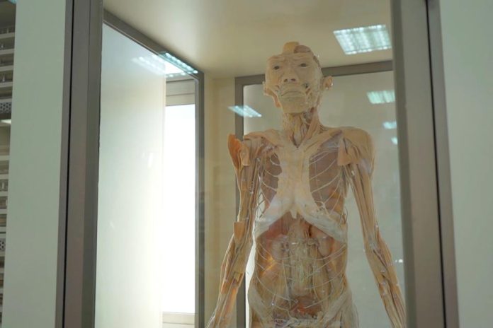 Humanos: Exposición gratuita de cuerpos reales llega a Talca   