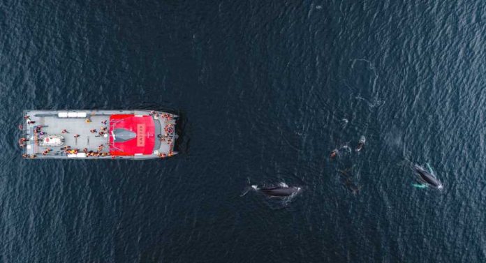 Sabores del fin del mundo Magallanes se prepara para una cena legendaria sobre las aguas del Estrecho Sabores del fin del mundo: Magallanes se prepara para una cena legendaria sobre las aguas del Estrecho