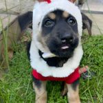 Antes de que termine el año: Jornada de adopción busca encontrarle hogar a perros y gatos, Jornada de adopción perros y gatos