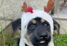 Antes de que termine el año: Jornada de adopción busca encontrarle hogar a perros y gatos Antes de que termine el año: Jornada de adopción busca encontrarle hogar a perros y gatos, Jornada de adopción perros y gatos