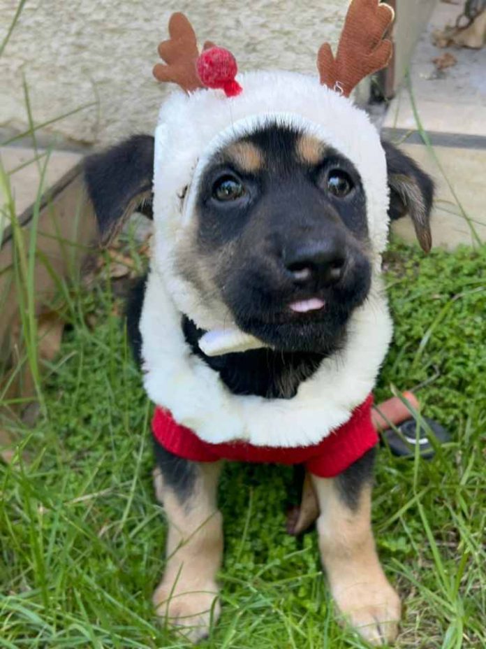 Antes de que termine el año: Jornada de adopción busca encontrarle hogar a perros y gatos Antes de que termine el año: Jornada de adopción busca encontrarle hogar a perros y gatos, Jornada de adopción perros y gatos