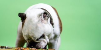 No es regaloneo: el sobrepeso en mascotas puede acortar su vida